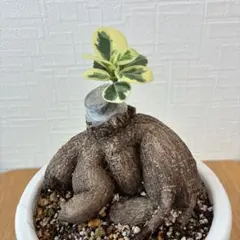 パンダガジュマル 斑入りS級カット苗カット(絶品、元気)最短8/31発送 パンダガジュマル 斑入りS級カット苗カット(絶品、元気)最短8/31発送