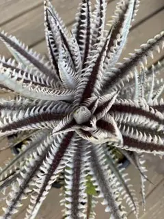2026年最新】dyckia nemesisの人気アイテム - メルカリ