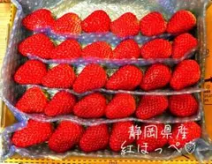 【大容量】朝採り 紅ほっぺ 極小粒 〜農家直送〜 いちご　苺 4/28発送 【大容量】朝採り 紅ほっぺ 極小粒 〜農家直送〜 いちご