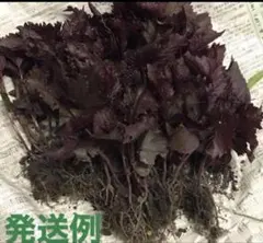 不起耕自然栽培、色の組合わせ可能、計300本、赤紫蘇、or青紫蘇抜き苗 不起耕自然栽培、色の組合わせ可能、計20本、赤紫蘇、or青紫蘇抜き苗