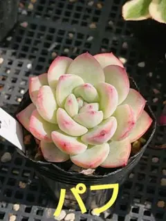 Orange様 リクエスト 3点 まとめ商品