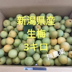新潟県産　青梅3キロ　無農薬　生梅　梅酒のサムネイル