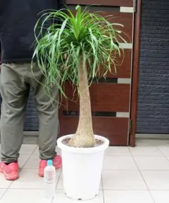 トックリラン ノリナ 7号 観葉植物 約95㎝ - メルカリ