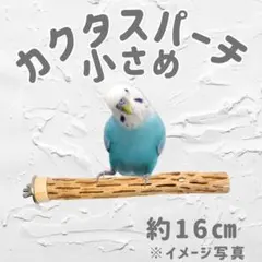 2026年最新】カクタスパーチの人気アイテム - メルカリ