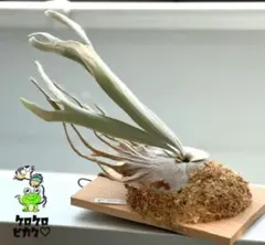 トキントキン veitchii 陽炎 カゲロウ ベイチー spore ビカクシダのサムネイル