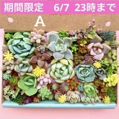 多肉植物　カット苗　詰め合せ　寄せ植えセット　エケベリア　セダム　箱いっぱい　Aのサムネイル