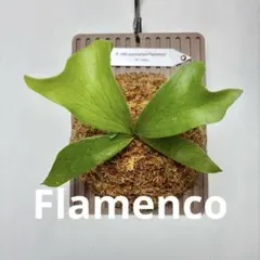 特大】P. hillii×coronarium'Flamenco（TC)【20 - メルカリ