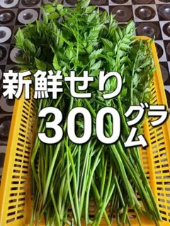 大根　★大根菜　大根葉　野菜　300㌘～ 大根 大根菜 大根葉 野菜 300㌘～ - メルカリ