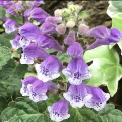 Hanekiyo117様 リクエスト 2点 まとめ商品