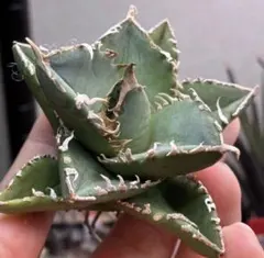 特価】アガベ チタノタ 眼鏡蛇 コブラ 極上株 - メルカリ