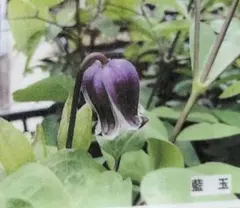 クレマチス　壺型　正規品ラベル付き 2025年最新】壺型クレマチスの人気アイテム - メルカリ