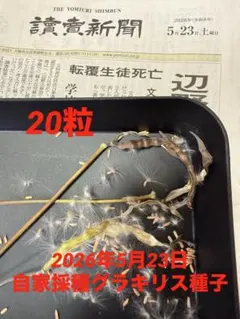 2026年 5/23 パキポディウムタッキー種子 b11 5粒 - メルカリ