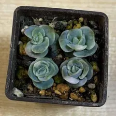 ラブリーローズ錦　赤斑入り　多肉植物　古株　多頭 ラブリーローズ錦 二頭斑入り 多肉植物 エケベリア 多肉植物 ラブリー