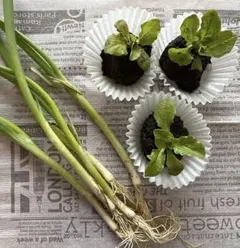 ネギ苗　サンチュ苗