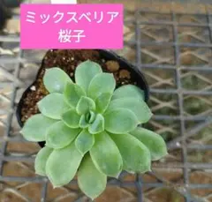 GReeeeN Tea様 リクエスト 3点 まとめ商品