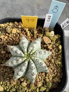 2025年最新】ゼブラホリダの人気アイテム - メルカリ