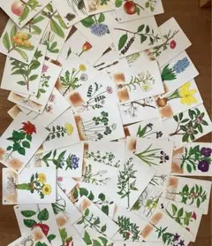 しぜん博士　植物のなかま　花の名前カード