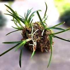 風蘭　白花　紀州産　山野草　石に着生④　匿名発送　最短でお届け 風蘭 白花 紀州産 山野草 石に着生④ 匿名発送 最短でお届け - メルカリ