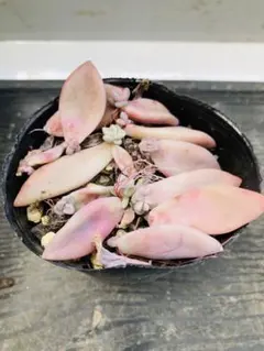 多肉植物☆葉挿し☆淡雪☆発根、発芽あり☆10枚☆白っぽいピンク色が可愛い品種