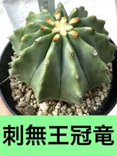 【現品】刺サボテン・刺無王冠竜（オオカンリュウ）王冠竜の突然変異種　８号　H7番 chanet_350530