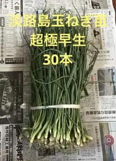 2025年最新】淡路島 玉ねぎ苗の人気アイテム - メルカリ