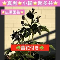 2026年最新】広瀬園芸 クリスマスローズの人気アイテム - メルカリ