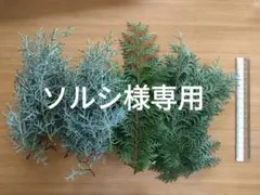 ブルーアイスとヒノキの枝セット