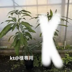 マンゴー苗 品種 アップル 6号サイズ 花芽付 - メルカリ