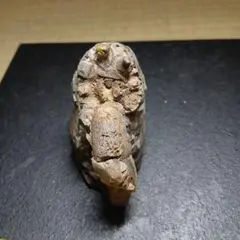 北海道産アンモナイト化石標本