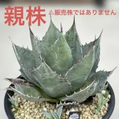 wolf7 プロフ必読様 リクエスト 2点 まとめ商品