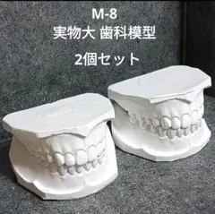 顎模型 頬粘膜付き 箱無し 2026年最新】頬粘膜付き顎模型の人気アイテム - メルカリ