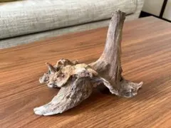 天然流木 約20cm 自然な形状 着生素材／3点セット