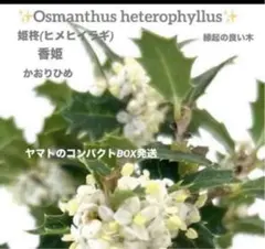 いずきち様 リクエスト 3点 まとめ商品