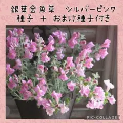 【種子】銀葉・這性金魚草　シルバーピンク ＋ おまけ種子付きのサムネイル