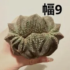 2025年最新】ユーフォルビア オベサ モンストの人気アイテム