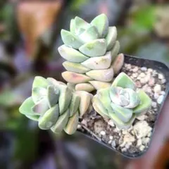 多肉植物♡しっかり群生3頭♪紀の川錦（抜き苗）