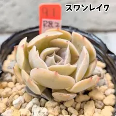多肉植物 スワンレイク 抜き苗 - メルカリ