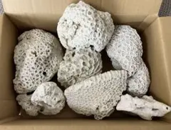 インテリアやハンドメイド資材・夏休み工作などに デスロック 珊瑚 貝殼　2kg