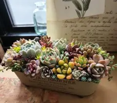 多肉植物寄せ植え　そのまま飾れる　まるい脚付きブリキポット★*