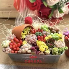 5周年♩こぼれセダム✴︎たにく♡多肉植物寄せ植え♡そのまま飾れる♡おまけつき♡