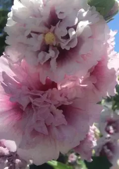 黒猫や様 リクエスト 4点 まとめ商品