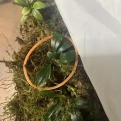 2026年最新】bucephalandra sp. ghost kalimantanの人気アイテム