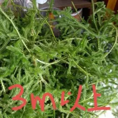 ヒカゲノカズラ　　しー様 ヒカゲノカズラ - Wikipedia