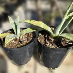 2026年最新】アガベ アメリカーナ 大株の人気アイテム - メルカリ