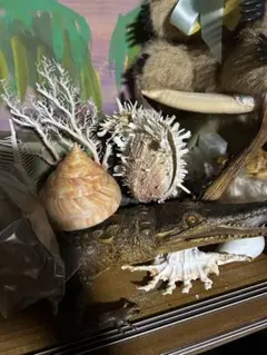 鬼*管様 オキナエビス貝殻 2個セット - メルカリ