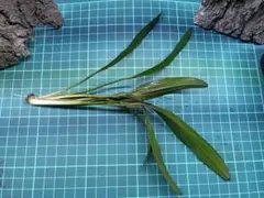 斑入りモンステラホワイトタイガー実付き大茎3株おまとめレア極美