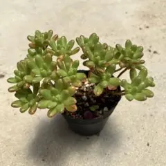 a 多肉植物 クラッスラ☆小米星☆抜き苗 星系 メルカリ便 - メルカリ