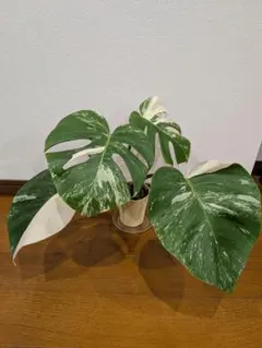 Rapi⭐︎様 リクエスト 2点 まとめ商品