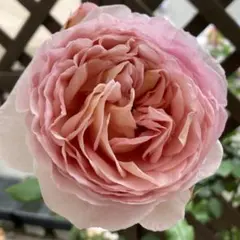 バラ苗　バラ挿し木苗