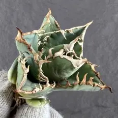 アガベ チタノタ 巨歯鯊 メガロドン‼️希少株‼️在株極量‼️鉢植え発送 
